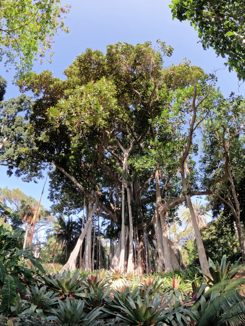 Ficus macrophylla – tree of trees!