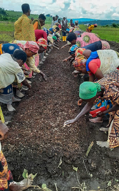 Training Demonstration for Beneficiaries on the Installation of Rice Seed Nurseries in the Buhiga Commune of Karusi Province, Burundi.