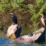 Cormorants and a Turtle 