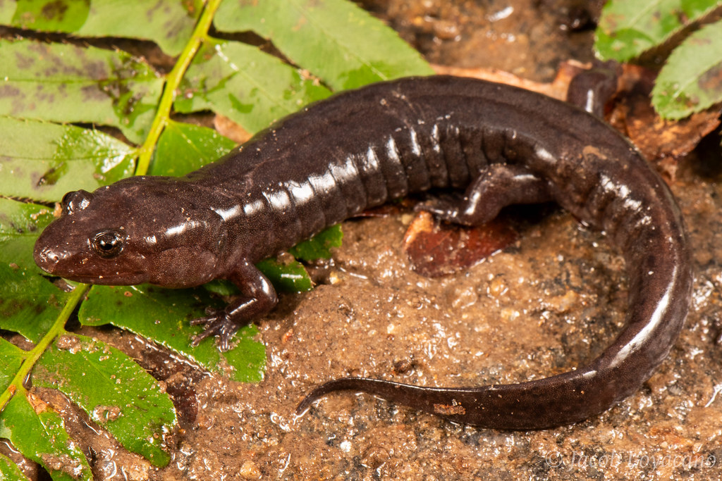 Talladega Seal Salamanders (Desmognathus cheaha)