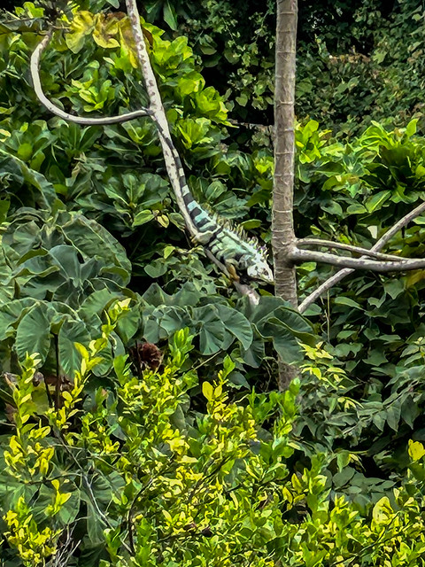 Black Spiny-tailed Iguana (Ctenosaura similis) in a Tree, Villa Maria, Tayrona, Colombia