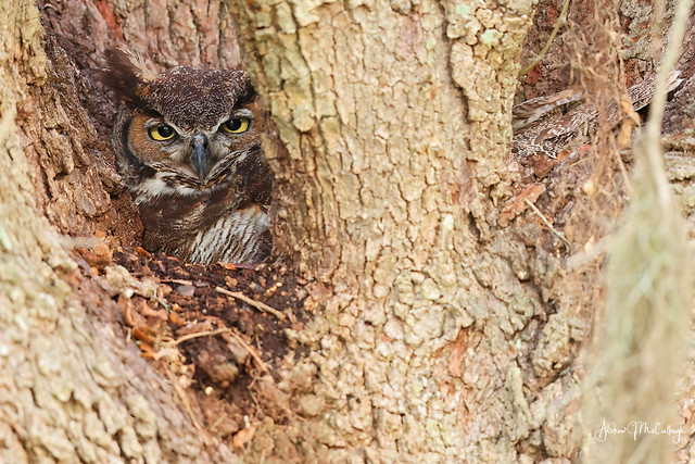 Great-horned Owl on her Nest