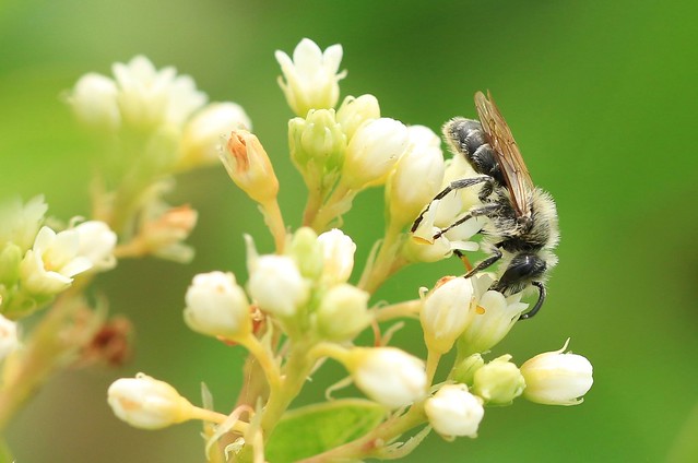 Wilke's mining bee (Andrena wilkella) male on Indian hemp (Apocynum cannabinum) at Hayden Prairie IA 854A2896