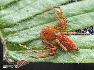 Lynx spider (Hamadruas sp.) - P1230494