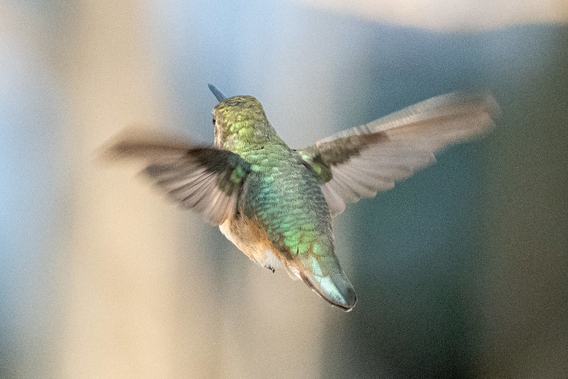rufous-hummingbird-0063