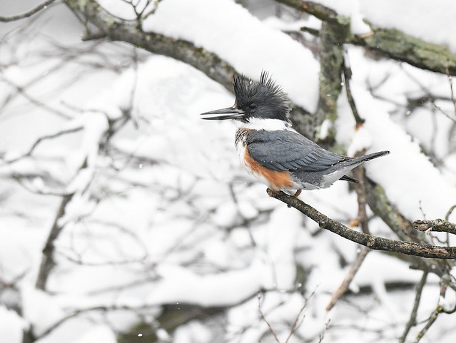 Young Male Belted Kingfisher in Snow