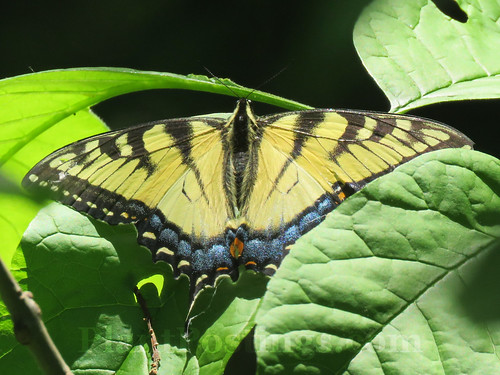 tiger swallowtail