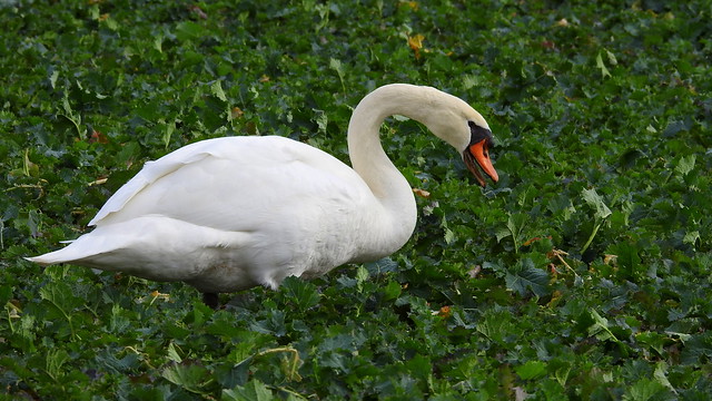 Schwan - Swan