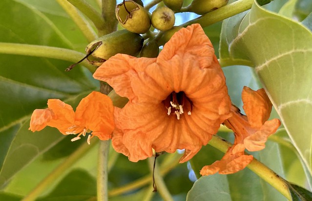 Beach Cordia flowers for you