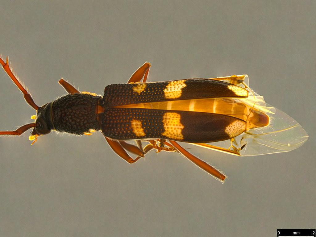 3b - Phoracantha punctata Aurivillius, 1912