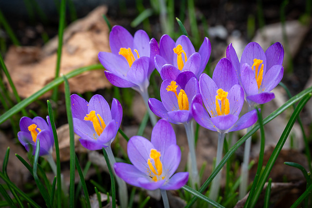 So nice when the crocuses bloom again after winter - 5535