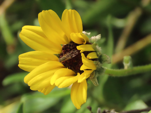 Sunflower Seed Maggot and California Bush Sunflower