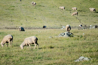 Steppenlandschaft Llanos de Cáceres mit Störchen, Silberreihern, Kiebitzen und anderen Vögeln zwischen Schafen