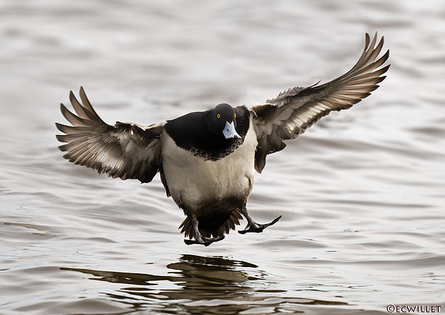 lesser scaup zooms in