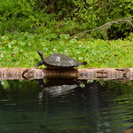 The Florida Red-Bellied Cooter in Silver Springs State Park, Florida The Florida red-bellied cooter (Pseudemys nelsoni) or Florida redbelly turtle sunbathing in Silver Springs State Park, Florida.