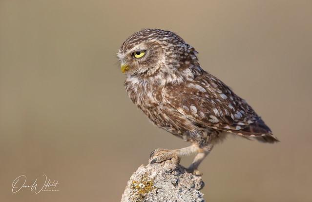 little owl; Athene noctua