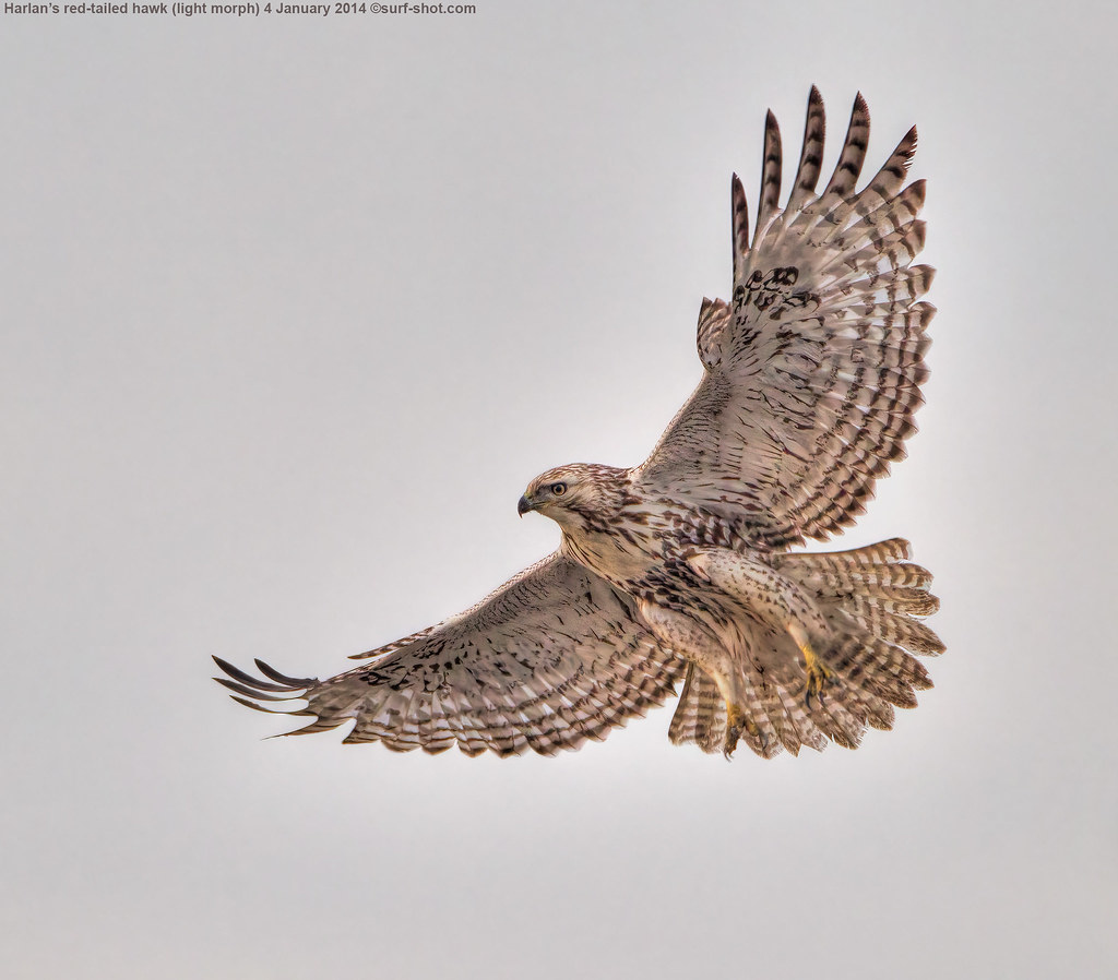 surf-shot-Harlan’s-red-tailed-hawk-(light-morph)-4-January-2014--_H7C0163