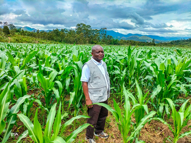 Maize farmers' field in AID-I GLR initiative