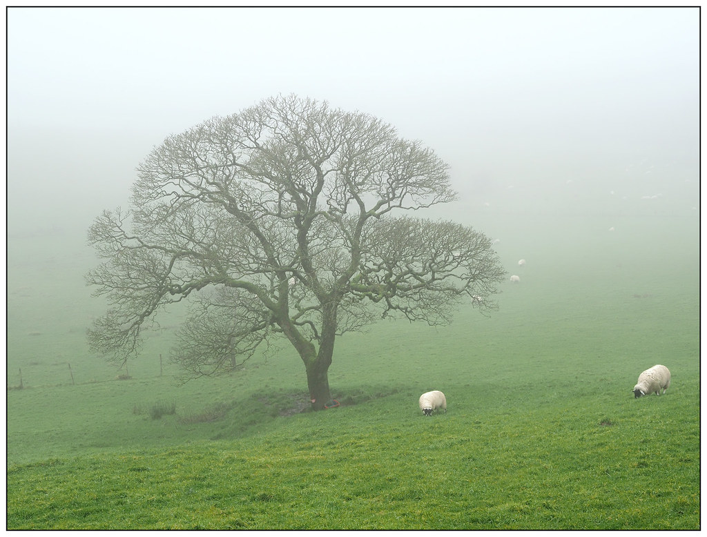 2023-1859 - Lone tree in the mist near Tockholes, Lancs.