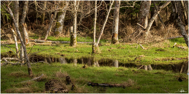 Wetland Woods Reflection