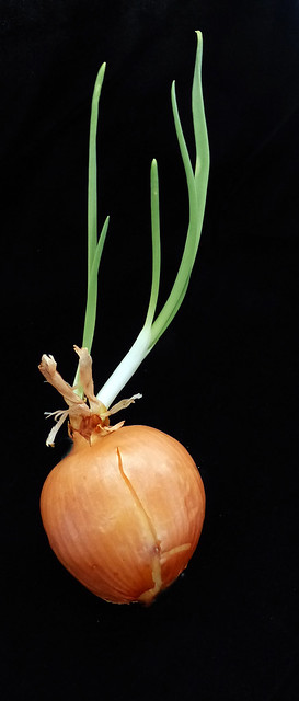 Onion sprouting