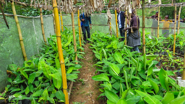 Deployment of innovations in the banana seed system, such as the macropropagation technology, in the Walungu-Kalehe-Ijwi of the South Kivu, DRC.