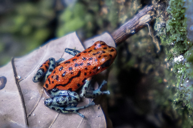 strawberry poison-dart frog or blue jeans poison frog (Oophaga pumilio, formerly Dendrobates pumilio)