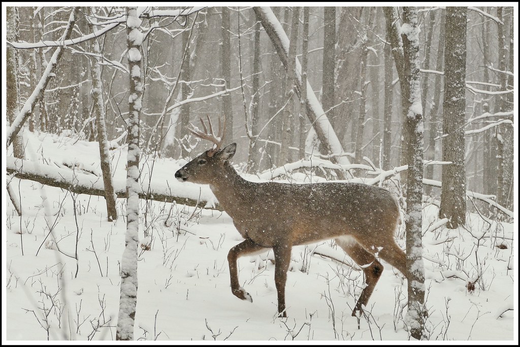 Buck In Snow