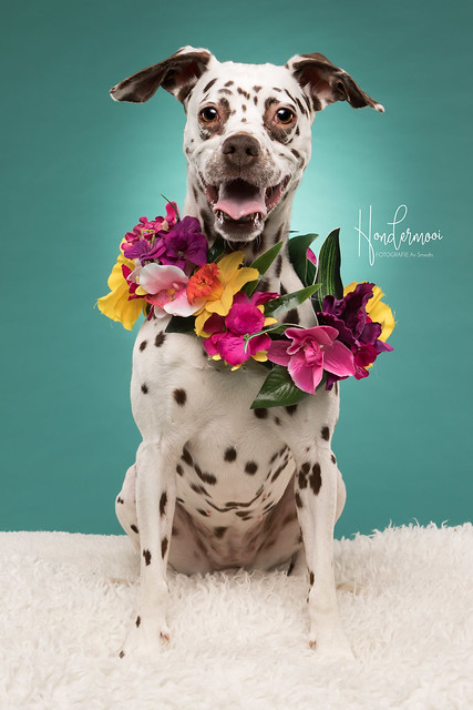 Dalmatian dog in studio contact info@hondermooi.be for licensing info