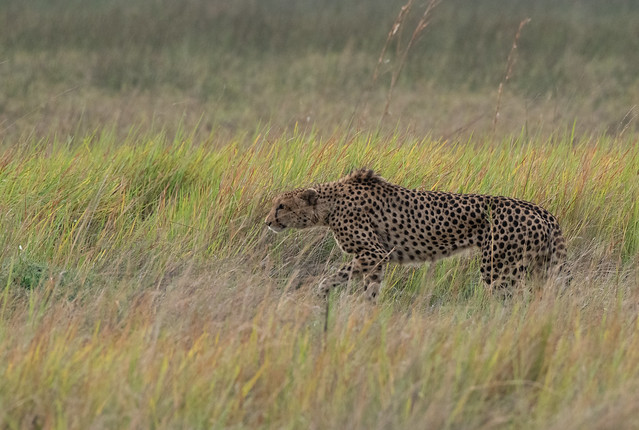 Cheetah - he has just spotted the impala