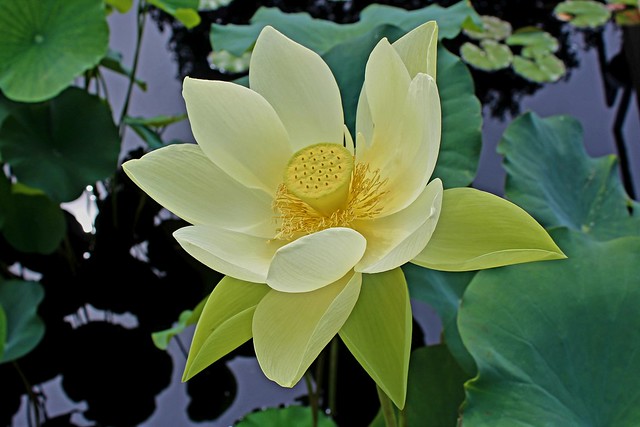 Yellow Lotus Flower