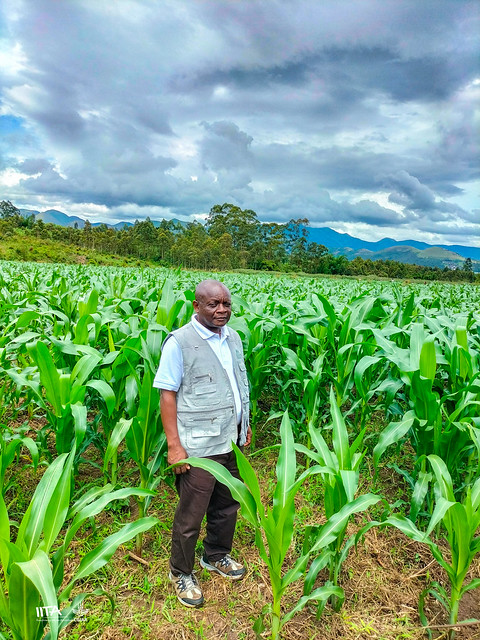 Maize farmers' field in AID-I GLR initiative