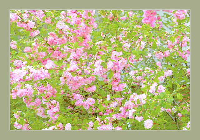 Flowering Pecan Bush