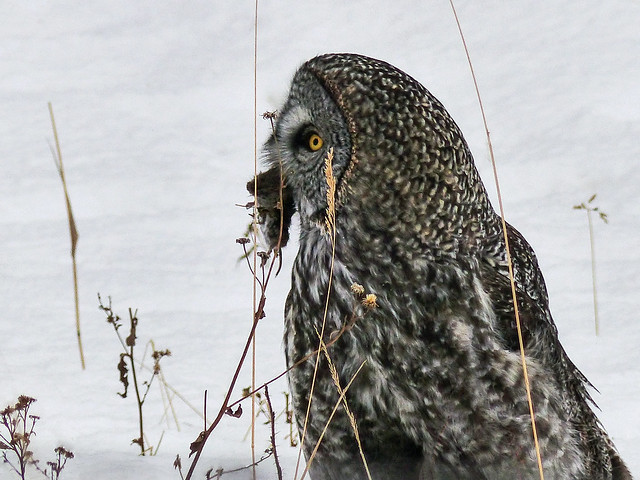 Great Gray Owl / Strix nebulosa, with lunch, 2016