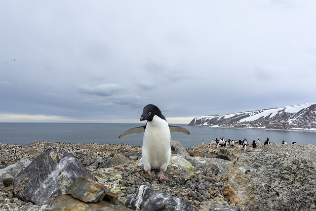 Adelie penguin and the colony