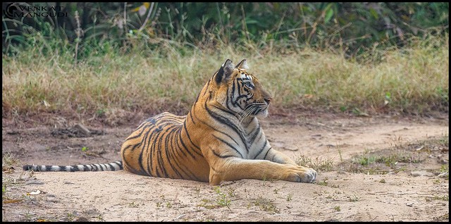 The tiger (Panthera tigris)