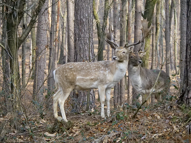 Dama dama / Daino / Fallow deer