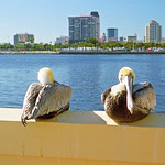 Pelicans, St Petersburg Pier, 2002 Pelicans resting on the pier wall with the downtown skyline in the background.
