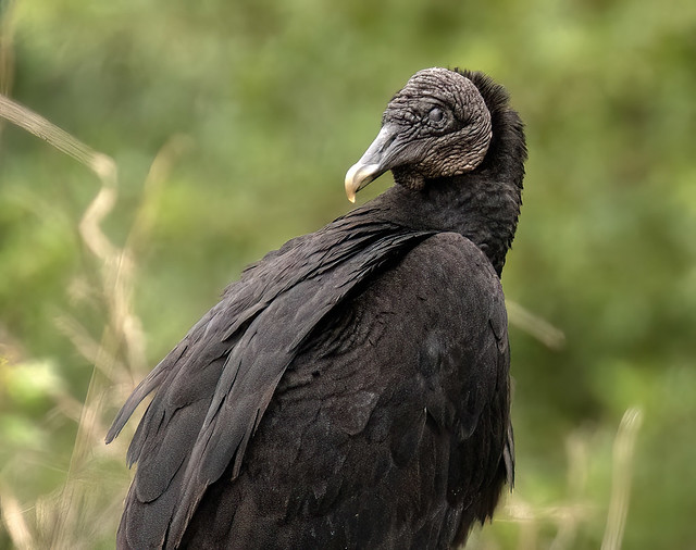 Who Is That Masked Bird? - Black Vulture Portrait