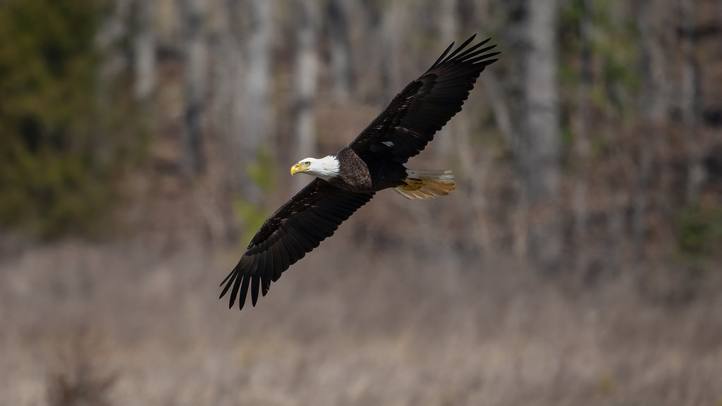 Bald Eagle Gliding over Meadow