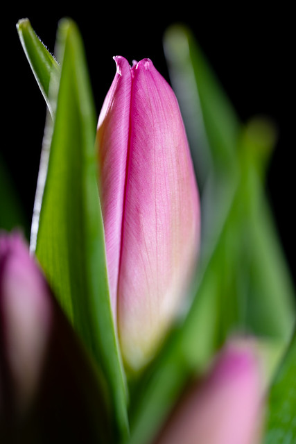 Beautiful pink tulip buds
