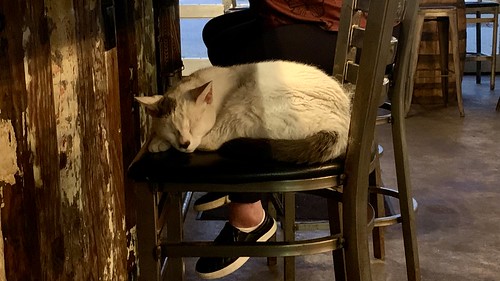 Brewery Cat