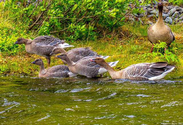 Pink-footed Goose / Heiðagæs  (Anser brachyrhynchos)