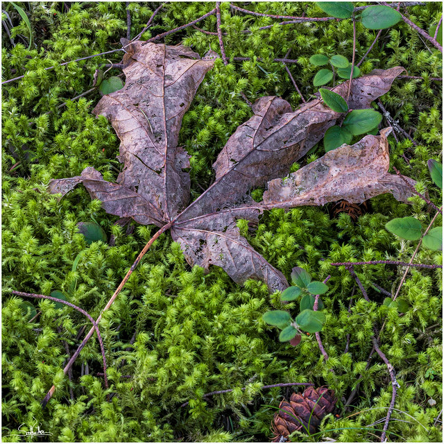 Fallen Leaf on Moss