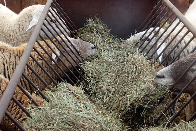Eating hay