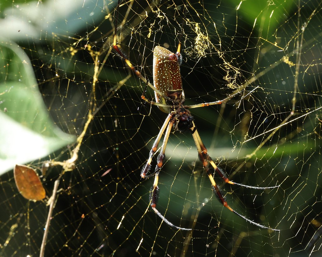 Golden Silk Spider (Trichonephila clavipes)
