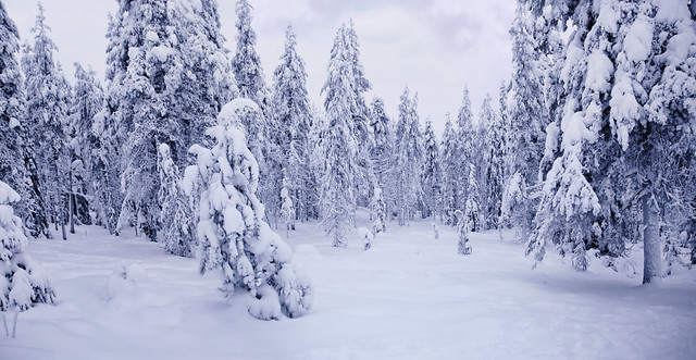 Wandering through Lapland's maze of whiteness