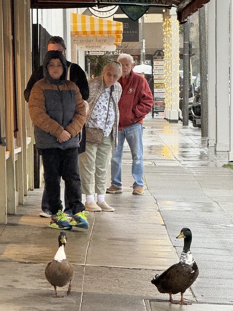 Tourists staring at the ducks