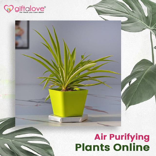 Air Purifying Plants Online