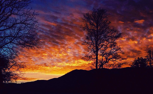 Dramatic Evening Sunset, With Tree Silhouettes .............. {   EXPLORED }}
